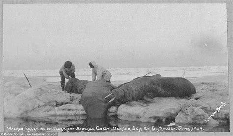 Photos Show Lives Of Early 1900s Alaskan Eskimos In Nome Gold Rush