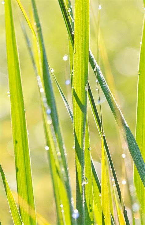 Prairie Grass Dew Prairie Garden Trust