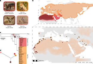 North African Fox Genomes Show Signatures Of Repeated Introgression And