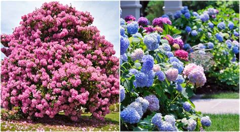 Top 20+ Beautiful Bushes For Front Yard