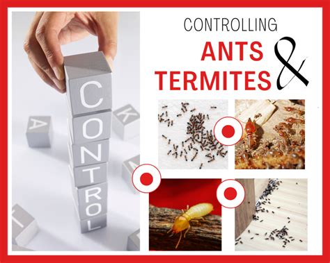 Pre Construction Termite Treatments Sydneys Best Pest Control 1800 819 189