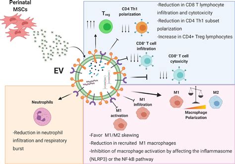 Frontiers Extracellular Vesicles From Perinatal Cells For Anti