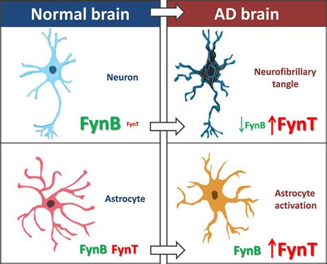 An Isoform‐specific Role Of Fynt Tyrosine Kinase In Alzheimers Disease