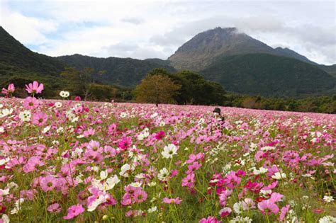 秋風に揺れるコスモス 1000万本が見ごろ 島原・火張山花公園 長崎新聞 20211023 1130 公開