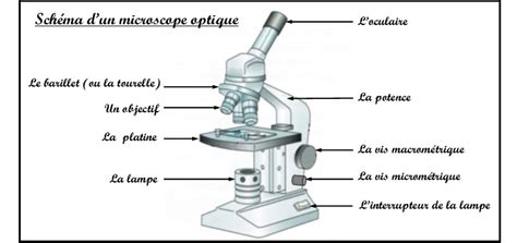 Activité 4 Apprendre à utiliser un microscope optique SVT