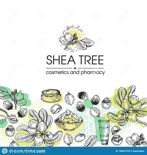 Background With Branch Shea Tree With Fruits Nuts Leaves And Shea