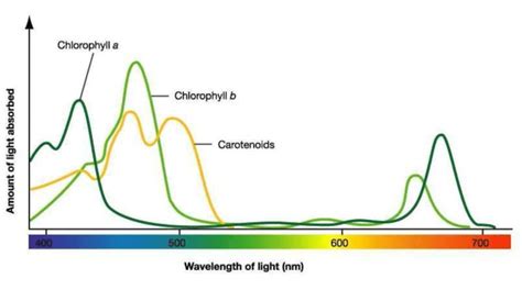 Chlorophyll A Absorbs Light At Wavelength Of