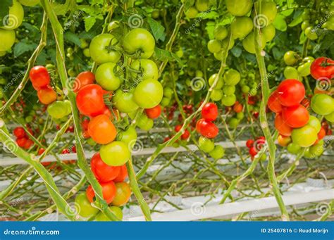 Pomodori Maturi E Non Maturi Del Fascio Fotografia Stock Immagine Di