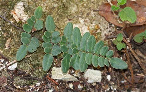 Pellaea Atropurpurea Plantas Del Municipio De Coixtlahuaca INaturalist