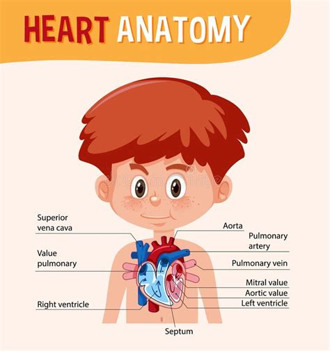 Information Poster Of Human Heart Diagram Stock Vector Illustration