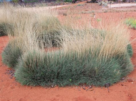 Triodia scariosa -Porcupine Grass | Gardening With Angus