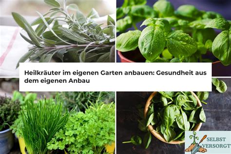 Heilkr Uter Im Eigenen Garten Anbauen Gesundheit Aus Dem Eigenen Anbau