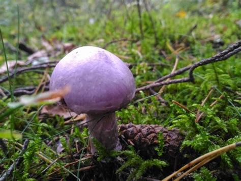 Wood Blewit: Identification, Foraging, and Cooking The Purple Nudist Mushroom - Mushroom ...