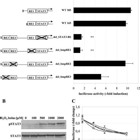 A Stat Is Required For The H O Dependent Increase Of Hepcidin