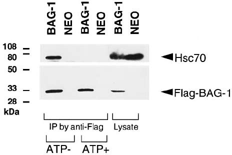 BAG 1 Interaction With Hsc70 Is Regulated By ATP Hydrolysis Equivalent