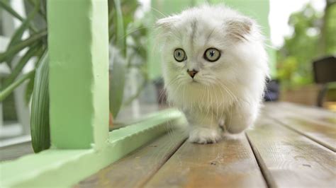 Обои animal, cat, kitten на рабочий стол
