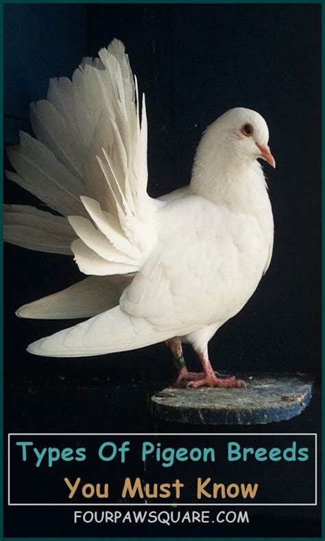 15 Types Of Pigeon Breeds You Must Know With Images Pigeon Breeds