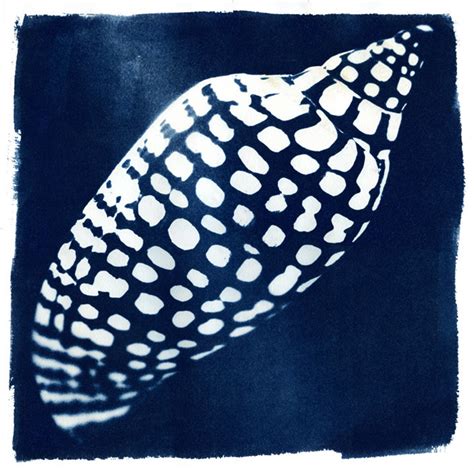 Cyanotype Shells Longstreet Collection