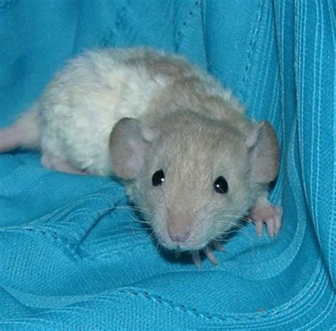 Fancy Rat Varieties Fur Color Eye Color Coat Type And Markings