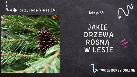 Przyroda Klasa Lekcja Jakie Drzewa Rosn W Lesie Youtube