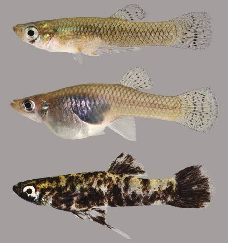 Eastern Mosquitofish Discover Fishes