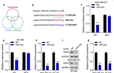 Ezh Is A Direct Target Of Mir A A The Bioinformatic Methods Used To