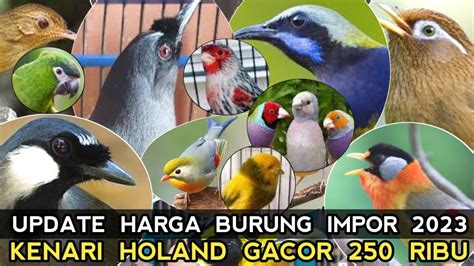 KENARI HOLAND GACORAN 250 RIBU CEK HARGA BURUNG IMPOR TAHUN 2023