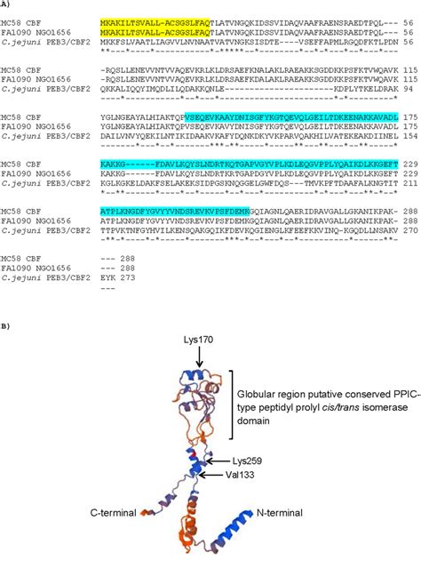 A Amino Acid Sequence Alignment Of Nmb Neis Cell Binding