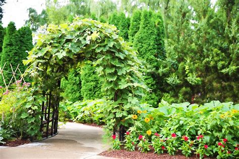 Hop Poles And Trellis Design For Your Garden Miss Smarty Plants