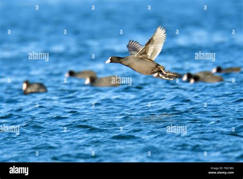 Eurasian Coot Fulica Atra Germany Stock Photo Alamy