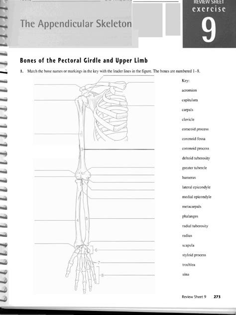 Anatomy And Physiology Pectoral Girdle And Upper Limb Diagram Quizlet