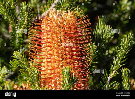Australian Heath Banksia Plant In Flower Stock Photo Alamy