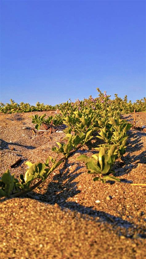 Free Images Beach Landscape Coast Nature Outdoor Ocean Plant