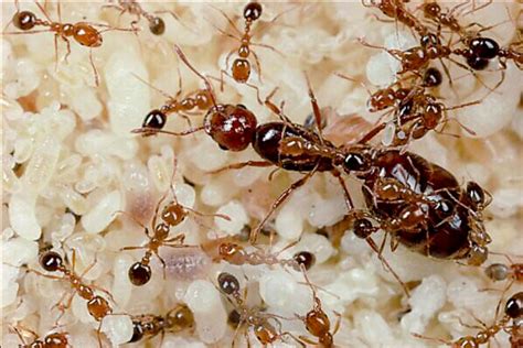 Solenopsis geminata (Fire Ants)