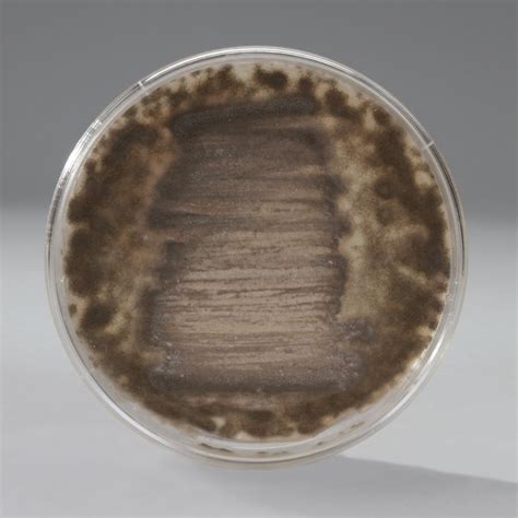 Penicillium camemberti, Living, Plate | Carolina Biological Supply