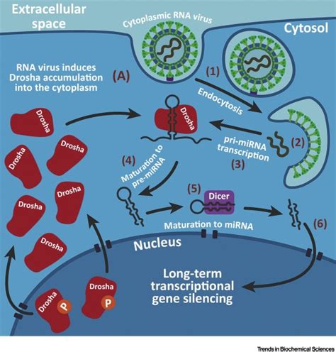 Long Term Transcriptional Gene Silencing By Rna Viruses Trends In