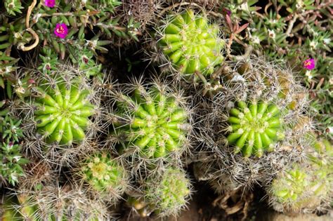barrel cactus succulent plants   desert cactus plant concept
