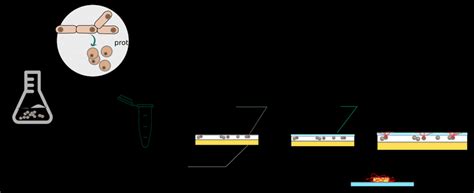 Figure C1-2: Main steps of protoplast-mediated transformation protocol... | Download Scientific ...