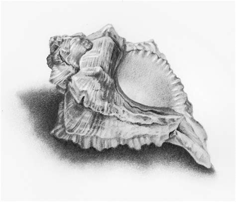 Shell Drawing Images ~ Draw Seashell Shell Easy Drawing Step Tutorial ...