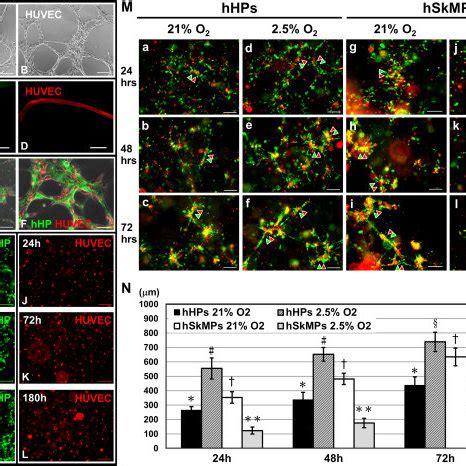 Identification Of Resident Microvascular Pericytes In Human Ventricular