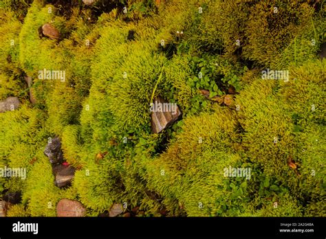 Moss Backgrounds Hi Res Stock Photography And Images Alamy