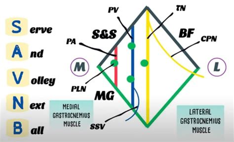 Popliteal Fossa Mnemonics Epomedicine