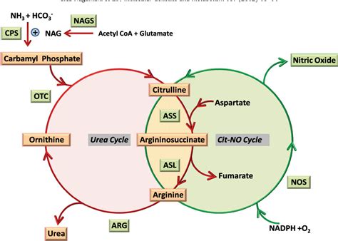 Optimizing Therapy For Argininosuccinic Aciduria Semantic Scholar