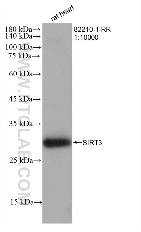 Sirt3 Antibody 82210 1 Rr Proteintech 武汉三鹰生物技术有限公司