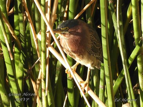 Green Heron Henderson Bird Viewing Preserve Ed Horton Flickr