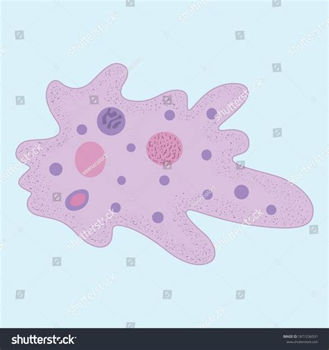 Amoeba Protozoa Cartoon Vector Design เวกเตอร์สต็อก ปลอดค่าลิขสิทธิ์