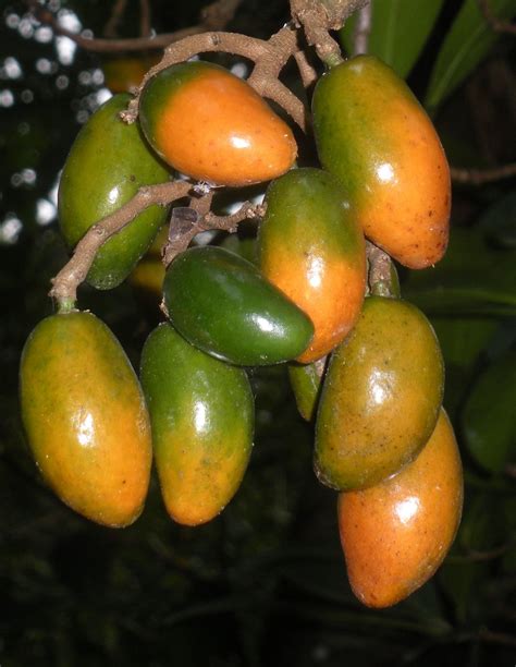 Karaka fruits - David Medway : birds and plants - Kete Pukekura Park