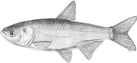 Figure 9 from Foreign Nonindigenous Carps and Minnows (Cyprinidae) in the United States - A ...