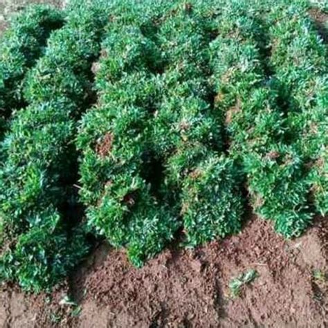 Jual Rumput Gajah Mini Permeter Jakarta Utara Toko Bunga Ali