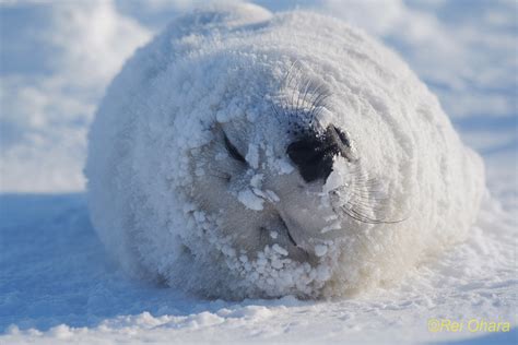 雪まみれ 小原玲動物写真家）のブログ